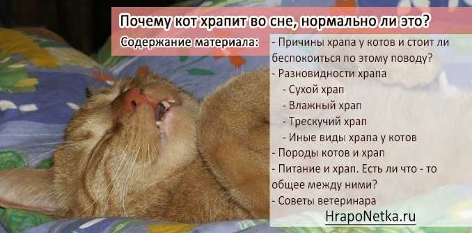 Почему когда спишь плачешь. Кот храпит. Кот храпит во сне. Почему кошки храпят. Спящий кот храпящий.