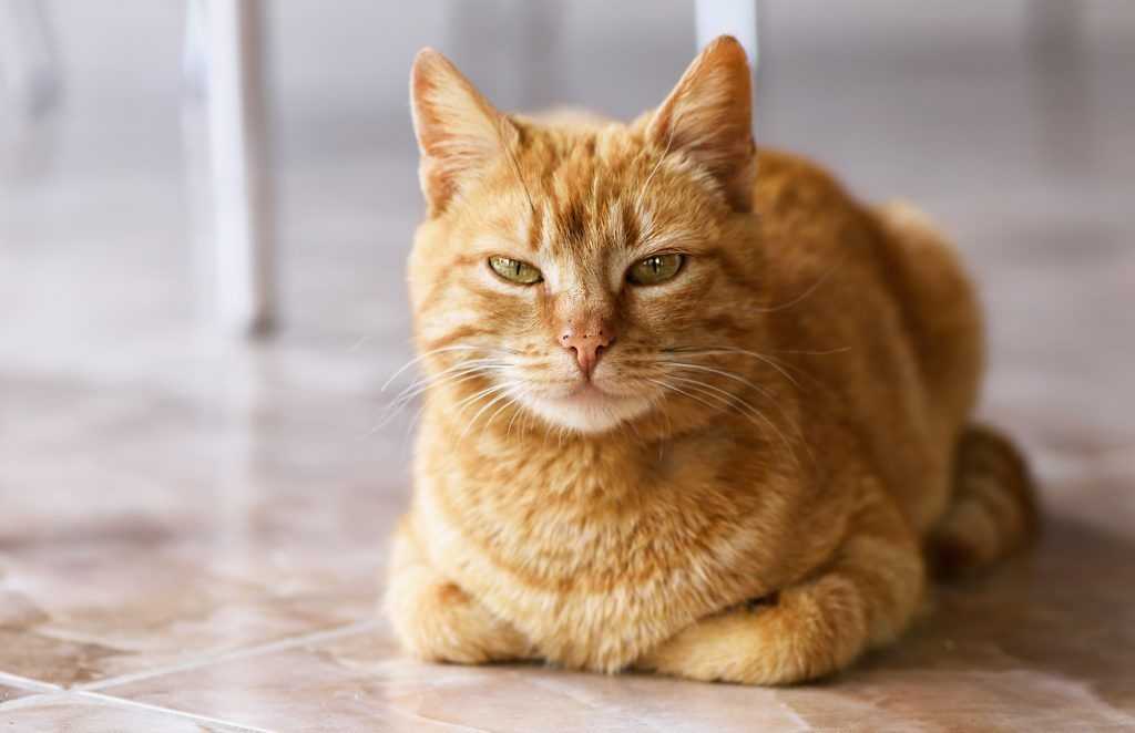 Рыжие коты и котята: что они несут дому, приметы и суеверия, связанные с ними