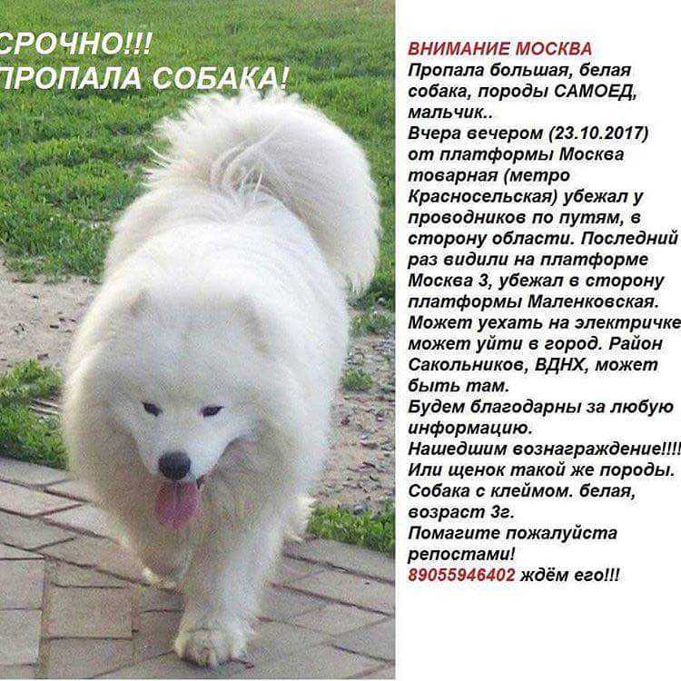 Самоедская лайка порода собак. описание, особенности, фото, уход и цена | живность.ру
