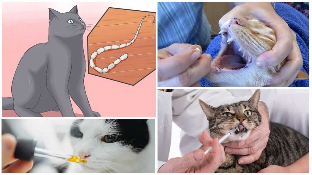 Ленточные глисты у кошек, гельминтоз: симптомы и лечение | hill's pet