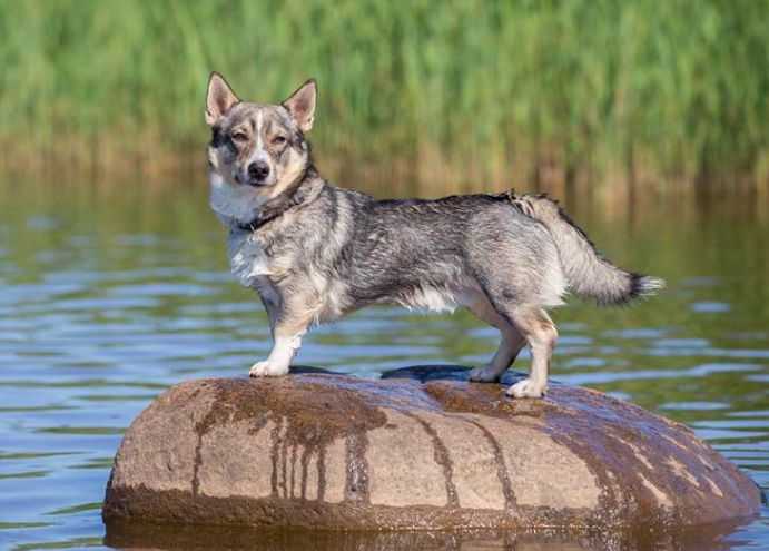 Шведский вальхунд (шведская пастушья собака): характеристики породы, фото, характер, правила ухода и содержания