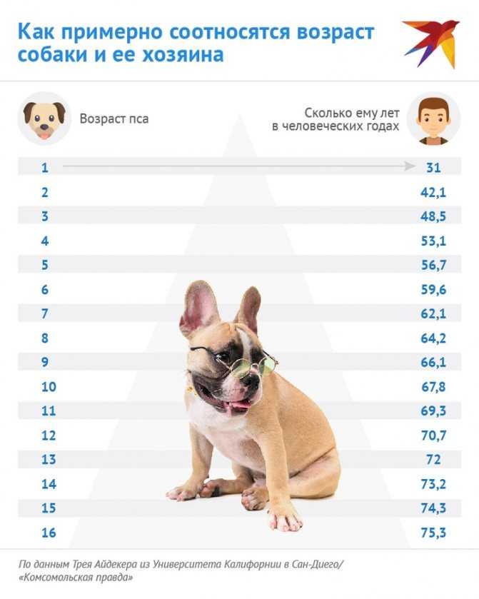 Сколько лет живут разные породы собак?