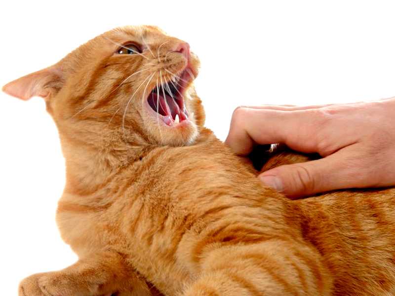 Кот лижет руки: теория и практика