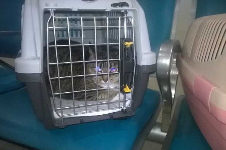 Как перевезти кошку в самолета в россии: правила и нормы провоза