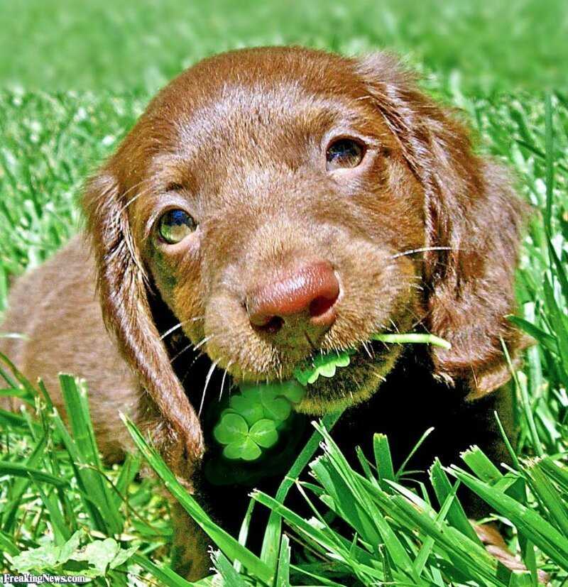 Почему собака ест траву и что делать