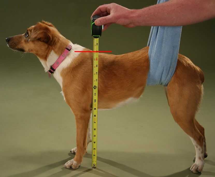 Как измерить рост собаки в холке – навык, который необходим любому владельцу