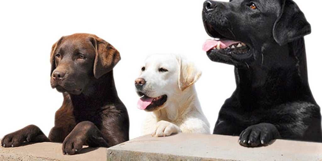 Лабрадор-ретривер: фото, цена, описание породы и уход за собакой