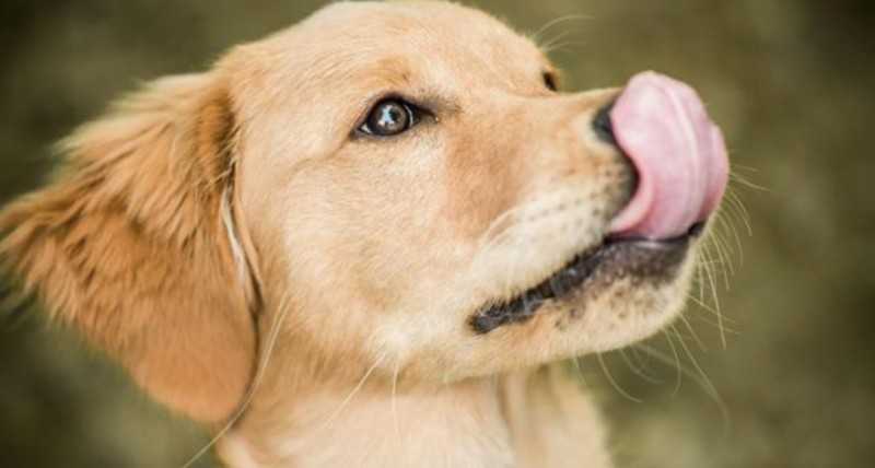 Почему собака дрожит и часто дышит не находит себе место, что делать если собака трясется