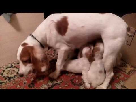 Как искусственно выкормить новорожденного щенка- советы +видео