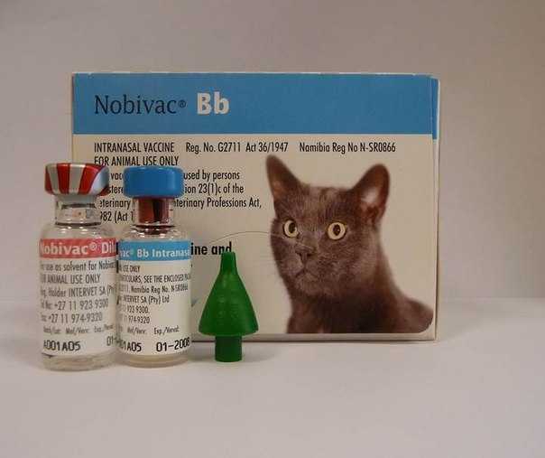 Бешенство кошек: как часто делают прививки, правила вакцинации, период действия препаратов