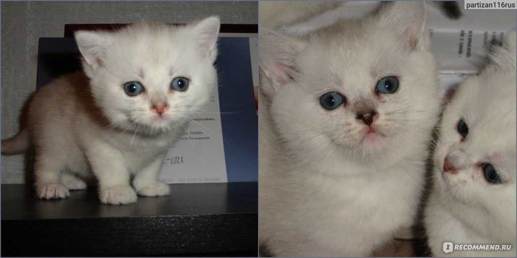 Когда у котят меняется цвет глаз с голубого на другой, почему это происходит и в каком возрасте?