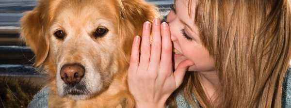 Психология собак (11 фото): особенности собачьих эмоций, отношения с человеком и поведение