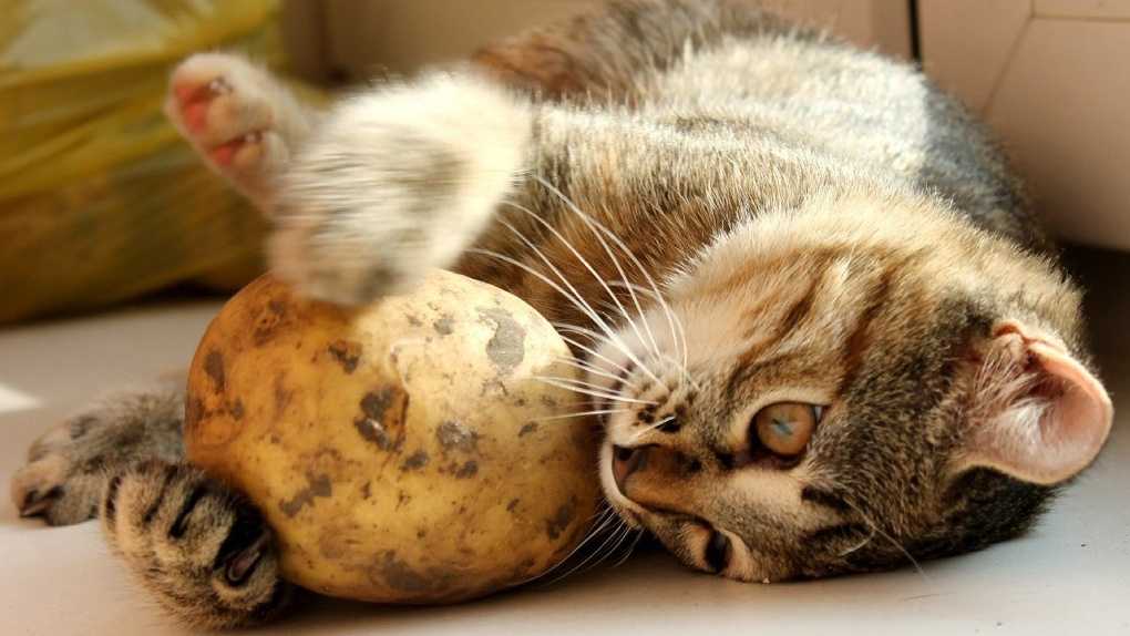 Можно кормить котят картофельным пюре