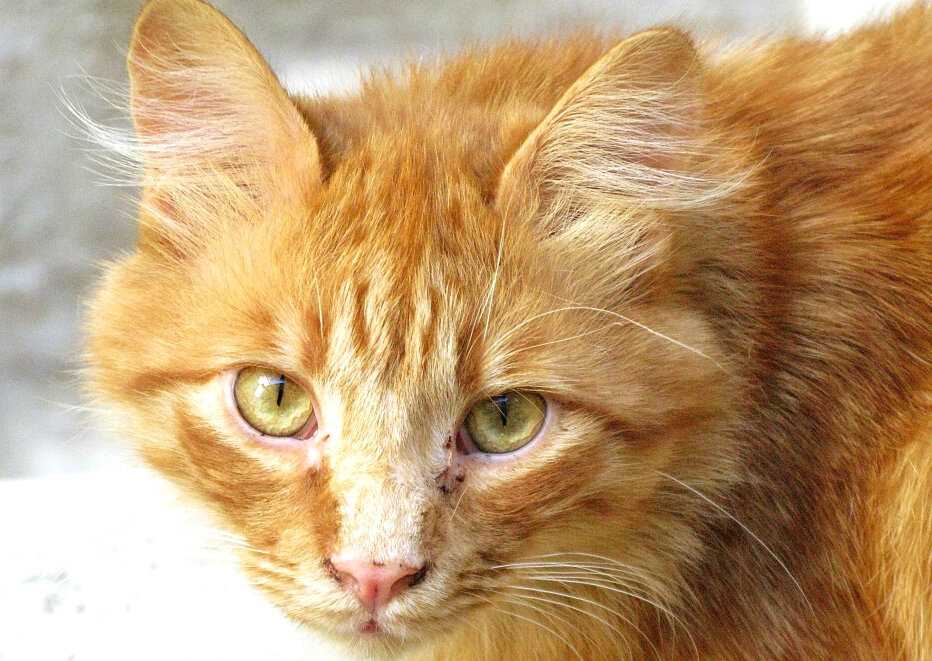 Породы голубоглазых кошек: могут ли быть голубые глаза у белых, черных, рыжих или серых котов?
