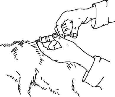 Как сделать укол собаке внутримышечно? (видео)