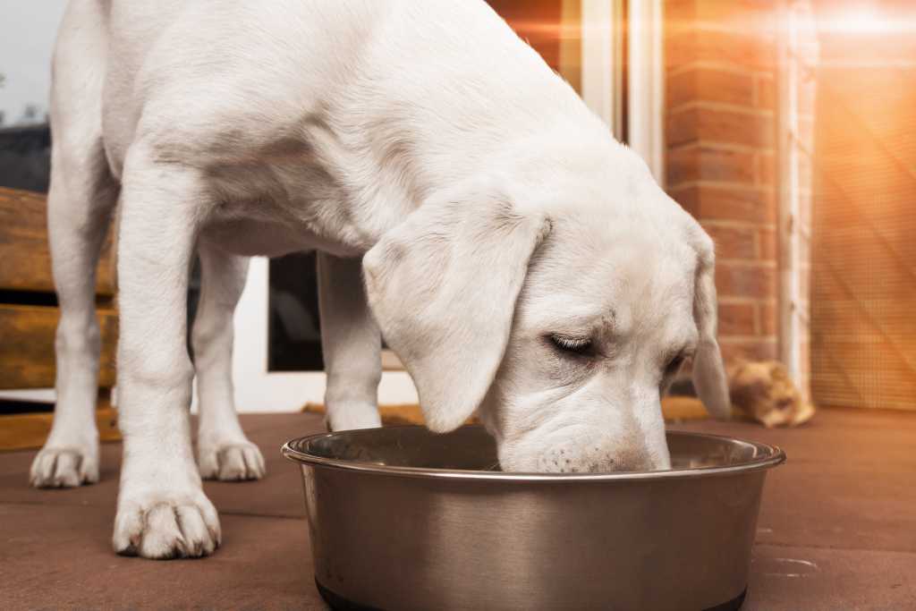 Как заставить собаку есть сухой корм