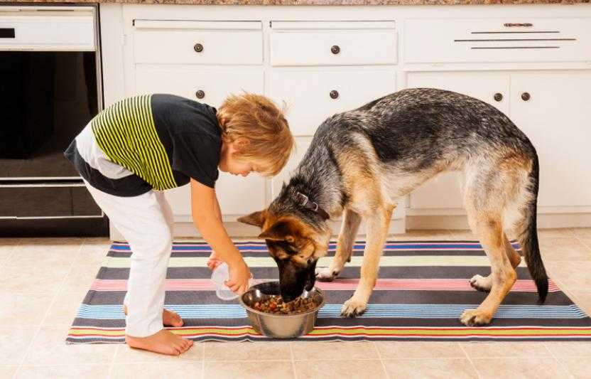 Как понять, кого собака выбрала хозяином: определяем лидера в семье