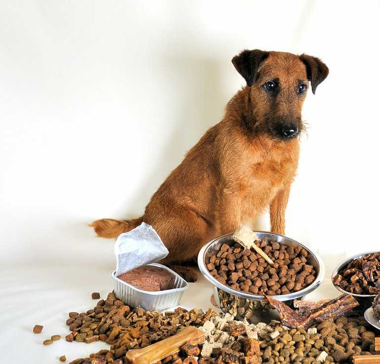 Отказ от натуралки в пользу сухого корма: как изменить рацион собаки