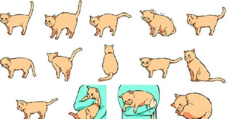 Зачем кошке нужен хвост: основные функции, объяснение настроения животного по положению хвоста, проблемы хвостового отдела позвоночника