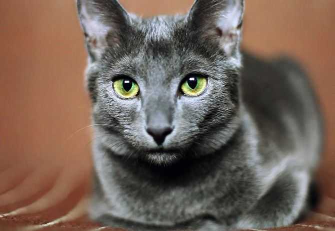 Рыжий кот с зелеными глазами - фото и описание пород
