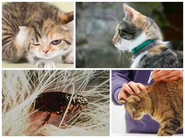 Как вывести и избавится от блох у кошки: препараты и народные средства