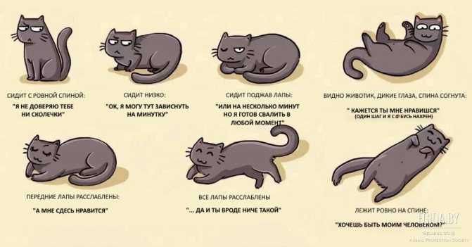 9 способов - как успокоить кошку во время течки