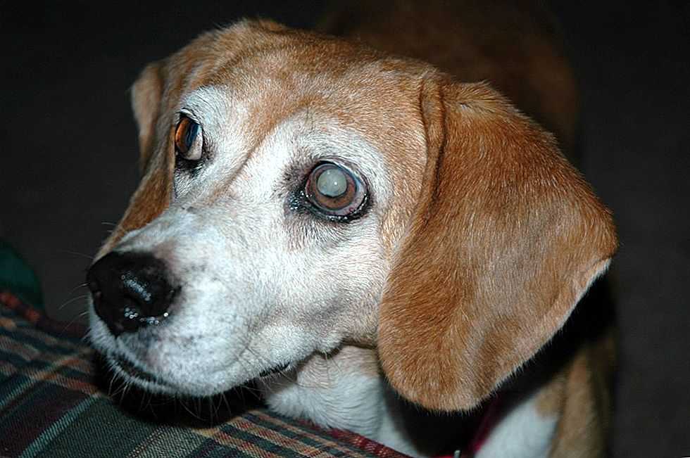 Бельмо на глазу у собаки: причины, что делать, способы лечения, возможные последствия белых пятен