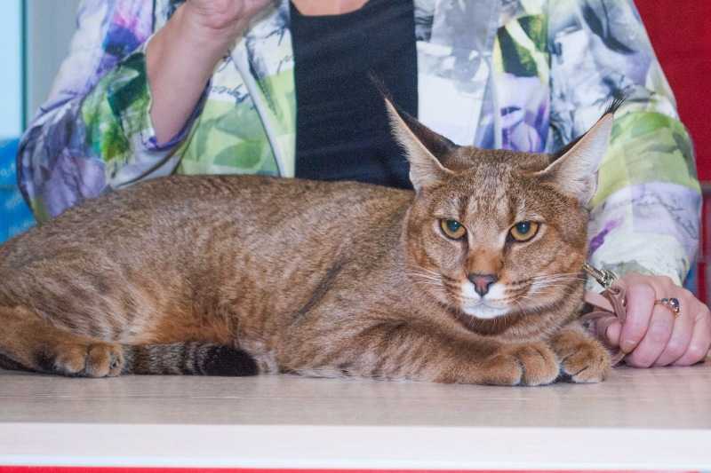 Каракал (кошка): описание породы, фото :: syl.ru