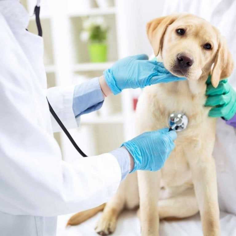 Диагностика и лечение портосистемных шунтов у кошек и собак