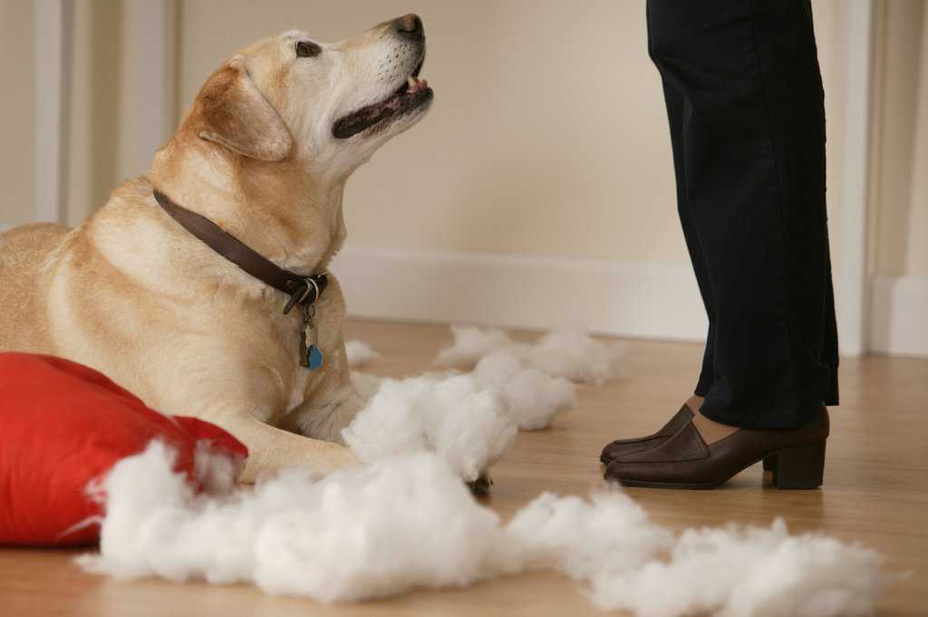 Как отучить собаку грызть все подряд? – pet-mir.ru