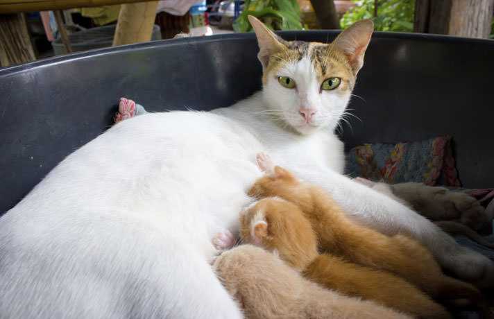 Кошка и котята после родов - питание и поведение