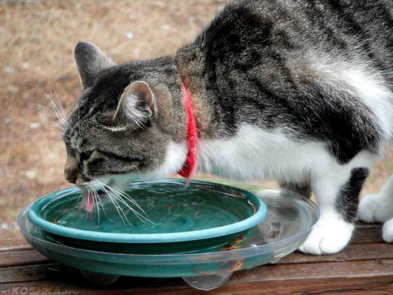 Кошка без воды: сколько дней проживет + описание симптомов обезвоживания кошки
