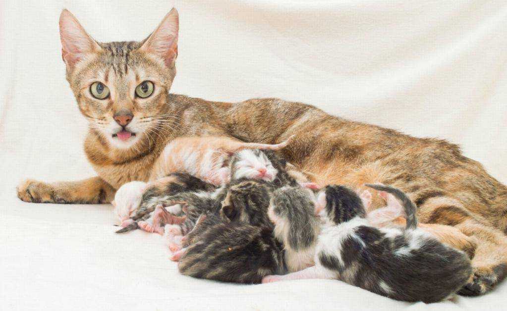 Сколько котят в среднем рожает кошка за один раз?