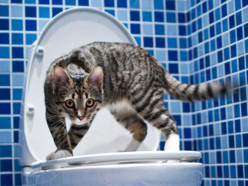 Котенок не ходит в туалет по большому - причины и что делать - kotiko.ru