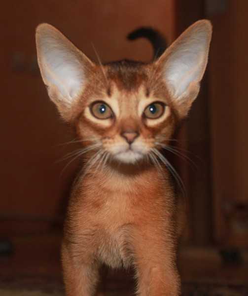 2 породы кошек с маленькими ушами: где купить и как ухаживать