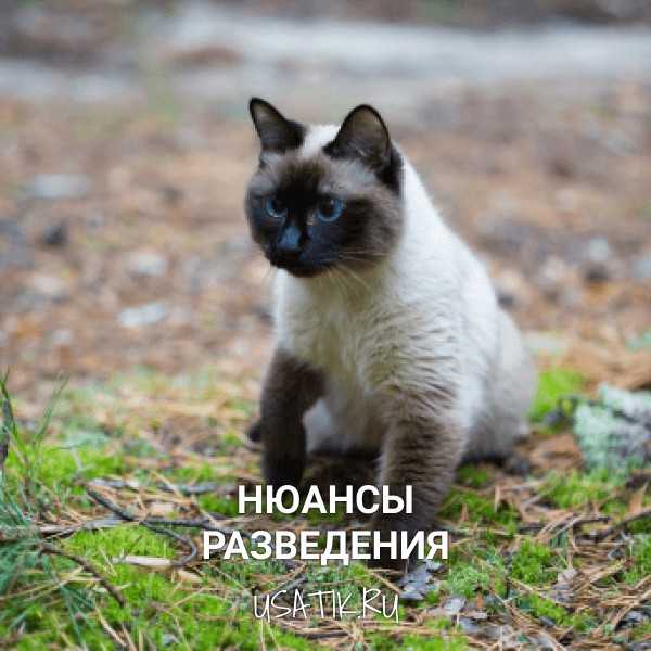 Фото сиамской длинношерстной кошки