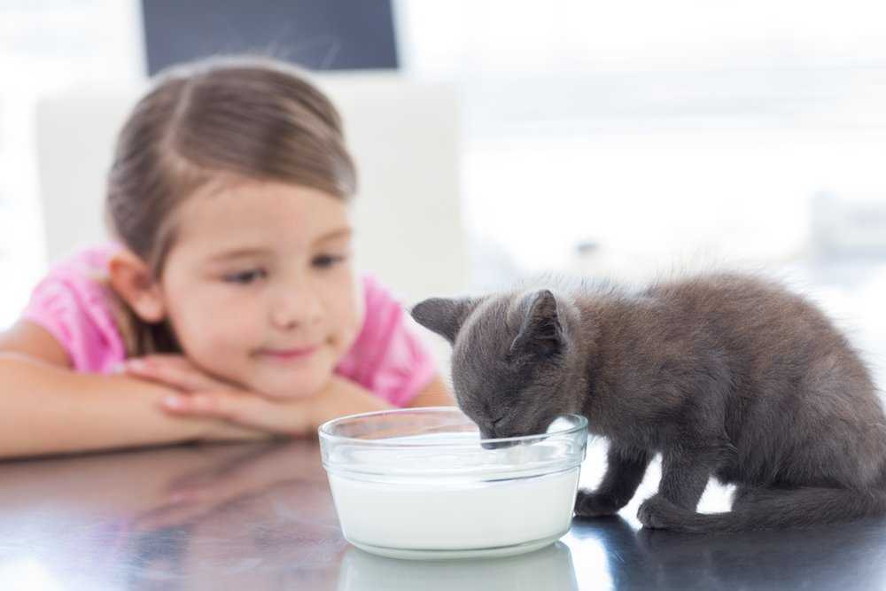 Как научить кормить котенка