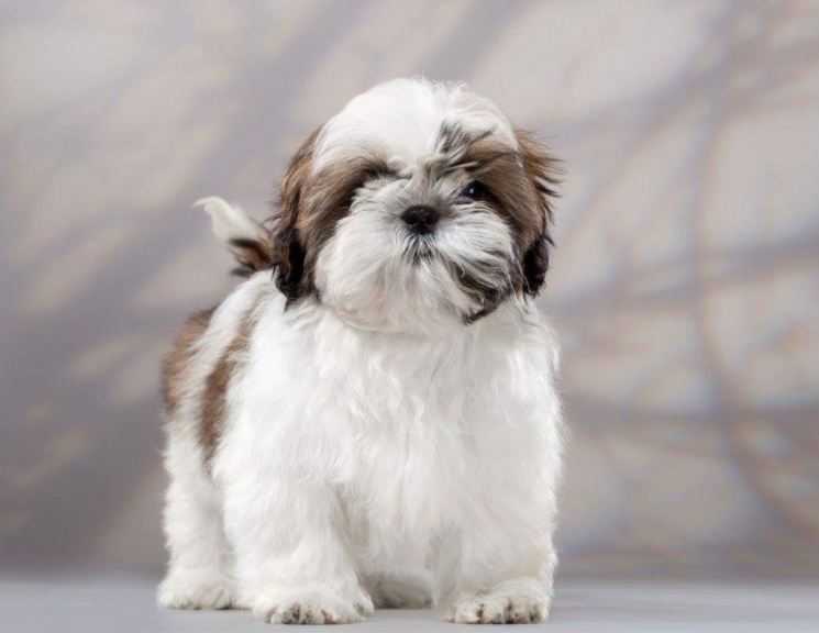 Ши-тцу - характер собаки, тип шерсти и окрас, выращивание щенков, уход, кормление и лечение болезней
