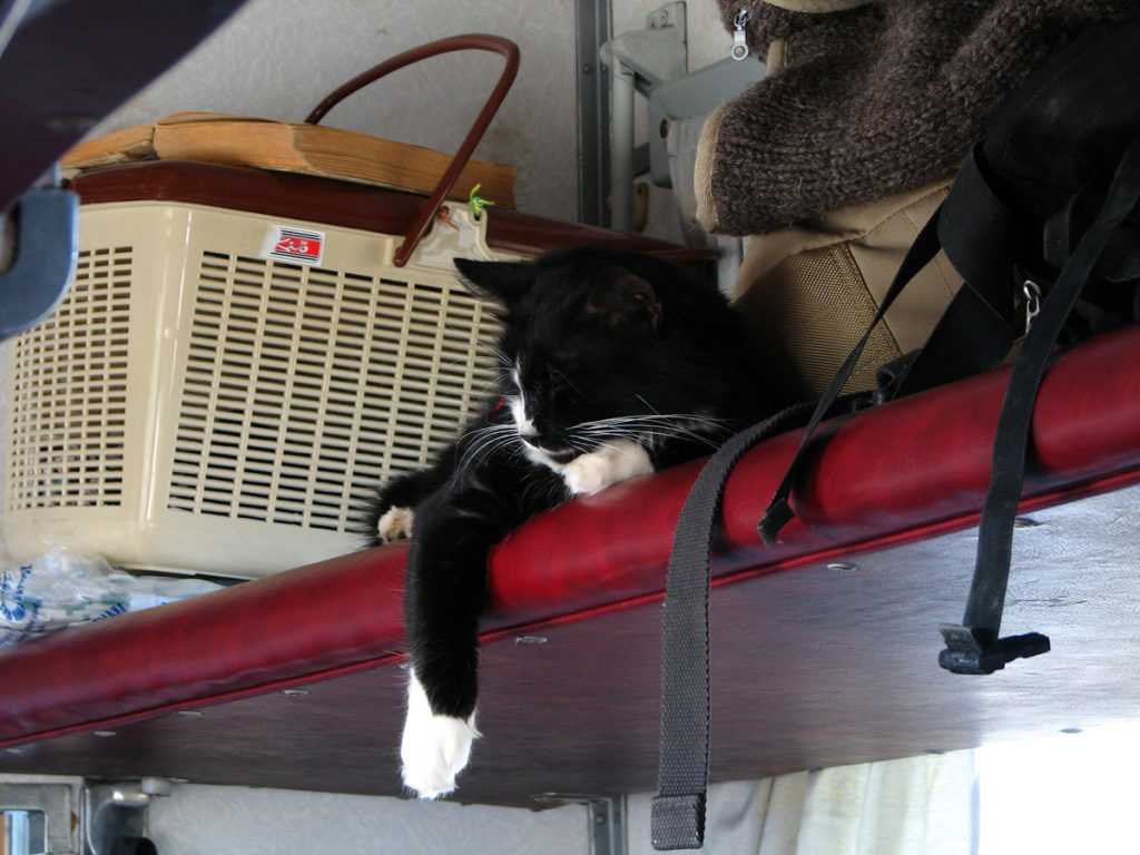 Перевозка домашних животных в поезде