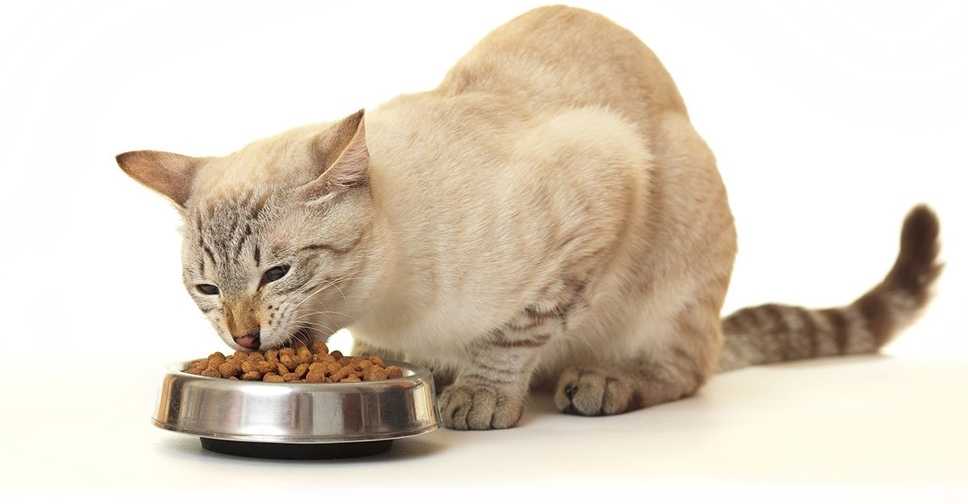 7 причин, из-за которых кошка не ест сухой корм и что делать