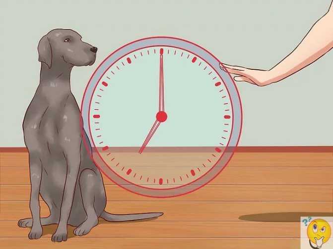 Как научить собаку или щенка команде «ко мне»