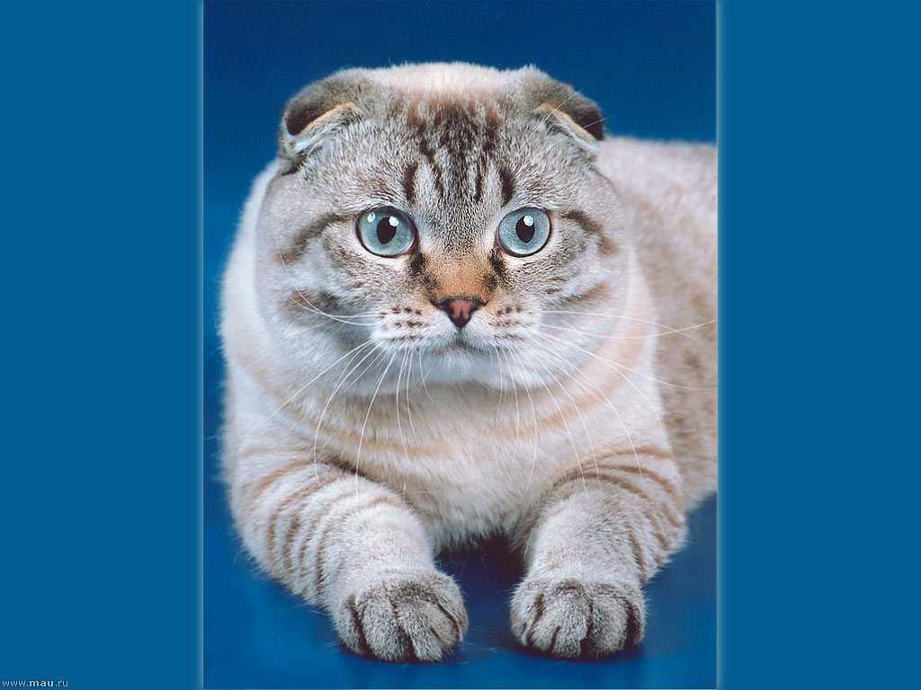 Британская кошка: характер и повадки, особенности поведения и привычки