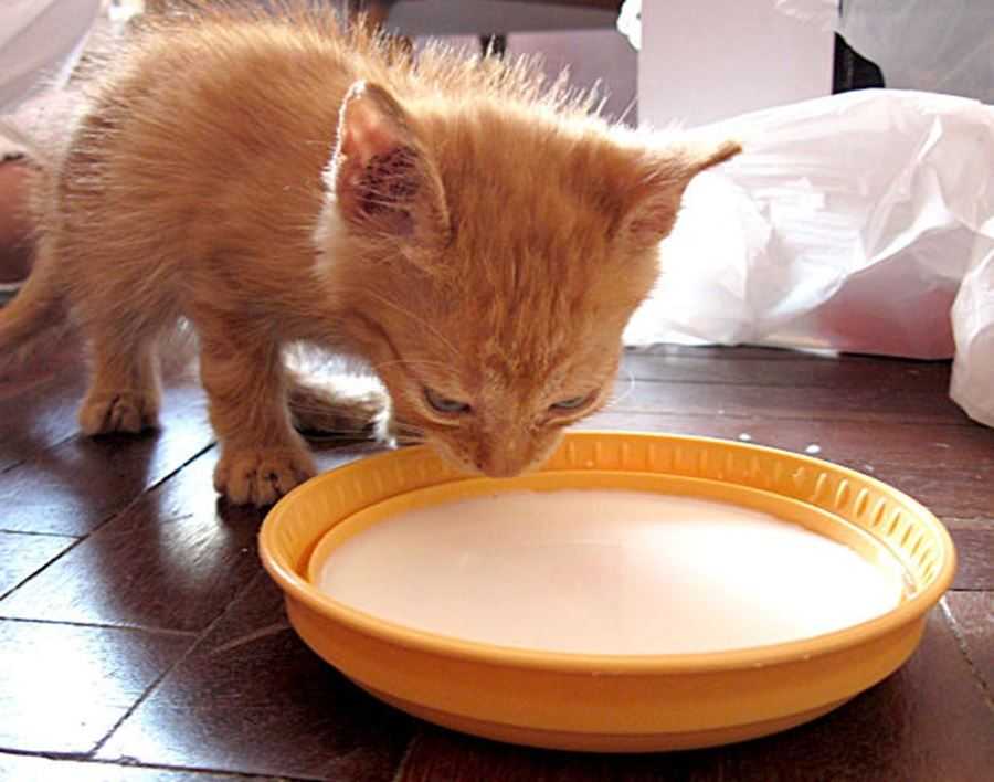 Чем кормить котенка который не умеет сам есть