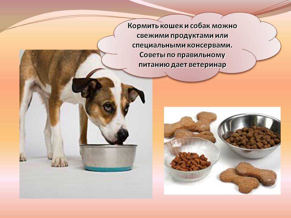 Можно ли кормить собаку кошачьим сухим кормом