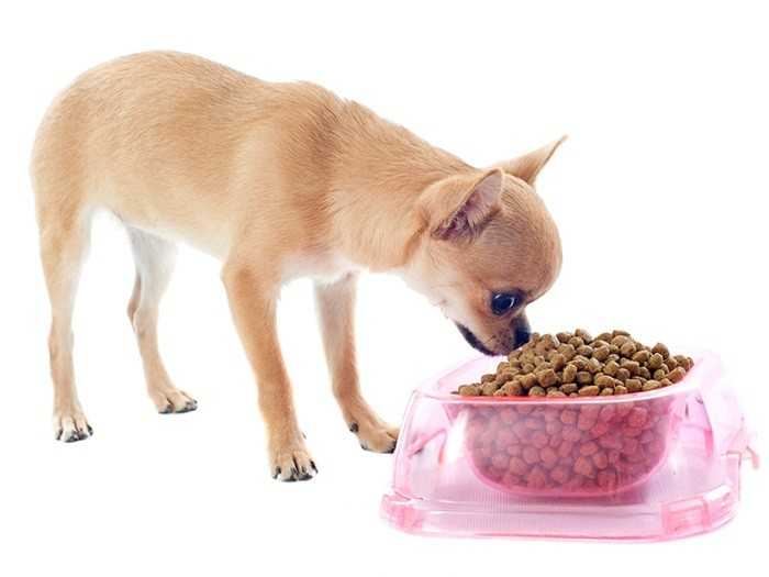 Чем кормить собаку чтобы она набрала вес быстро натуралка
