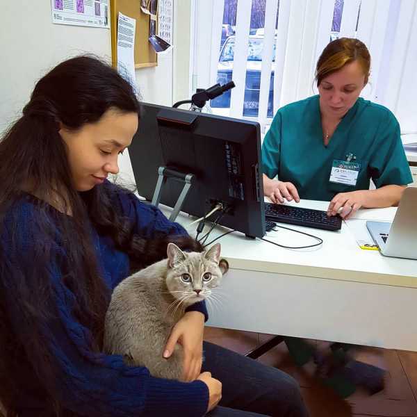 Как помочь кошке при отите | блог ветклиники "беланта"