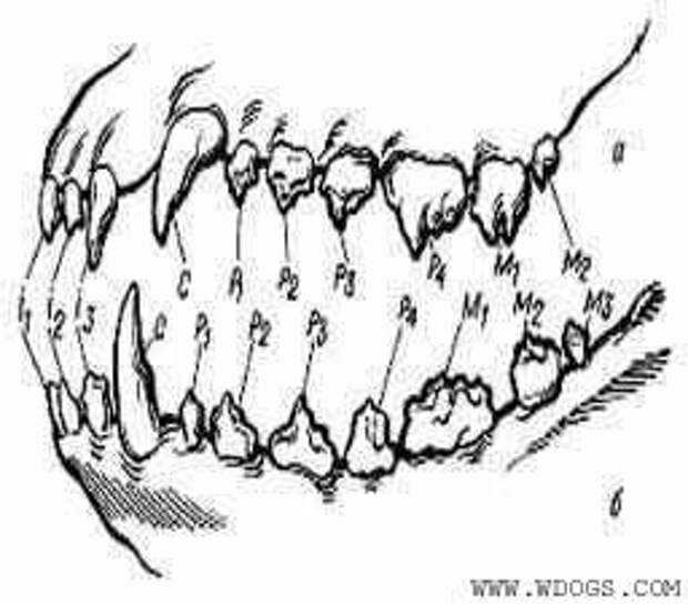 Смена зубов у щенков: симптомы и схема смены зубов у щенков, возможные осложнения, кормление, уход за зубами, породные особенности смены зубов