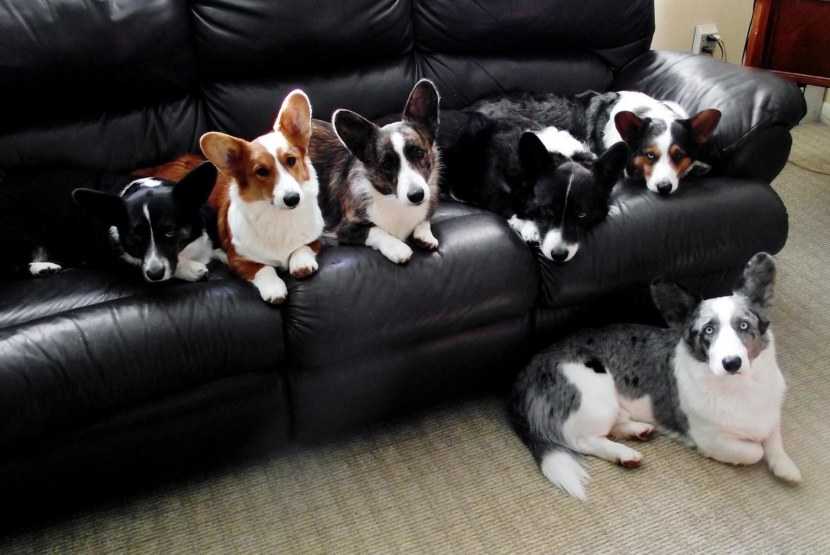 Породы маленьких собак для квартиры: выбираем компактного друга