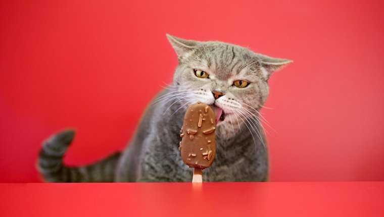 Можно ли кошкам сладкое: шоколад, мороженное, печенье, мёд