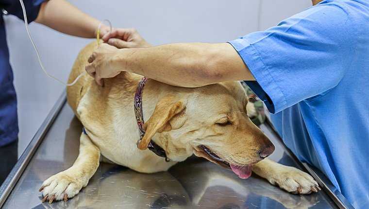 Болезнь аддисона (гипоадренокортицизм) у собак - симптомы нарушений работы надпочечников у собак в москве. ветеринарная клиника "зоостатус"